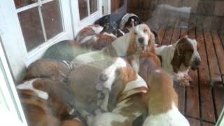 Bellingham bassets lazy hounds European Basset hounds [upl. by Ccasi376]