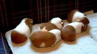 guinea pigs for sale 906101000 for one1500 for two They live in Connecticut [upl. by Efthim105]