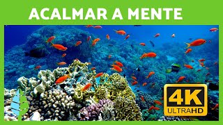 MÚSICA RELAXANTE e Fundo do Mar 🐠🐡 RECIFE DE CORAL em 4K [upl. by Hocker]