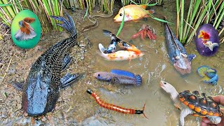 Colorful surprise eggs lobster snake cichlid betta fish turtle butterfly fish goby fish [upl. by Anairam]