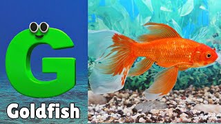 ABC Sea Animals song  Learn Alphabets  English and Animals for Kids Alphabets Kids Song [upl. by Hunfredo382]