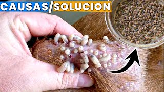 larvas o gusanos en perros  causas y soluciones [upl. by Wie]