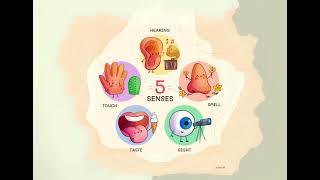 Los 5 sentidos [upl. by Ellissa]