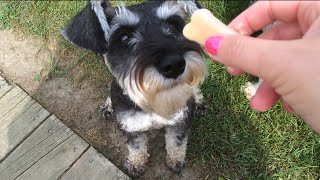 Peanut Butter amp Yogurt Frozen Dog Treats [upl. by Aubree815]