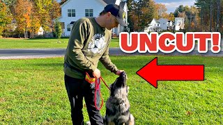 How to train a German Shepherd Puppy Obedience No Editing [upl. by Ertsevlis]