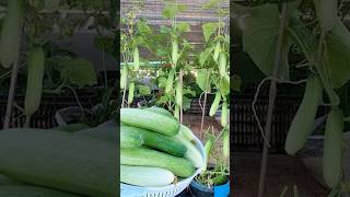 Very easy to grow fast to harvest and can be grown all year round grow farming shorts garden [upl. by Eatnohs]