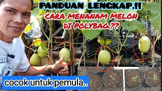 cara mudah nanam melon di polybag‼️dari biji sampe berbuahtanpa semaimelon garden [upl. by Everest]