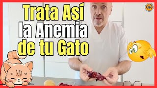 🔴 PATE CASERO PARA EL TRATAMIENTO DE LOS SÍNTOMAS DE ANEMIA EN GATOS 🔴 [upl. by Zeta]