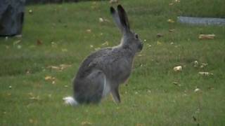 Whitetail Jackrabbit Leporidae Lepus townsendii [upl. by Lennod]