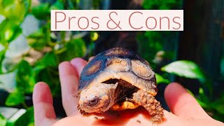 Red Footed Tortoise Pros amp Cons [upl. by Tiat]