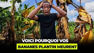 Comment bien planter la banane plantain [upl. by Ulyram]