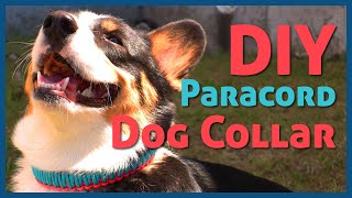 Paracord Dog Collar Tutorial—Easy [upl. by Brigitta]