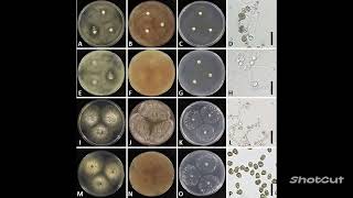 Trichoderma  A brief over view Information from a study on trichoderma [upl. by Aneris]