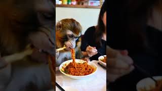 Eating fried noodles again Fried noodles Oh my god it’s so fragrant Monkey brother is here ai [upl. by Ahsienaj]