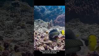 video shorts fish [upl. by Galina]