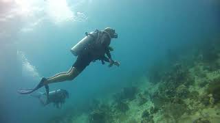 Bayahibe Diving El Penol 1 [upl. by Linette]