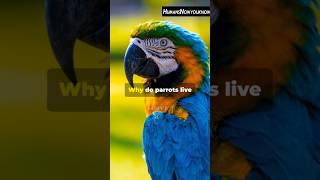 Top 5 Amazing Facts About Parrots  Amazing Facts  Facts In English facts parrots shorts [upl. by Cohl883]