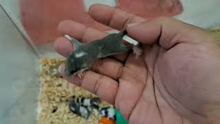 2 WEEK OLD BABY DORMOUSEAFRICAN PYGMY DORMICETUPAI MINI睡鼠 [upl. by Elitnahc]