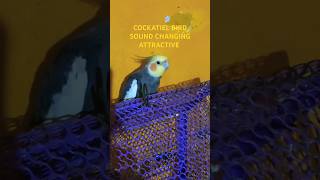 Cockatiel bird sound changing attractive voice cockatiel [upl. by Retsof861]