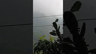 darjeeling weather northbengal [upl. by Euginimod]