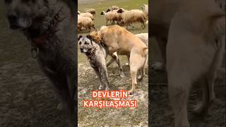 Karakircil ve boz kangal karsi kharsiya kangal anadoluaslanı kangal [upl. by Iand151]