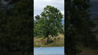 View to Lake Constance from Hohentwiel Castle  Germany [upl. by Ecidnacal]