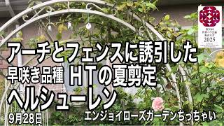 🌹ヘルシューレンちゃんはHTですが横張りでアーチやフェンスに誘引できます。つるバラやシュラブのより扱い易くしかもHTなので何度も咲きます。早咲き品種なので岡山県地方は温暖ですから９月最終に剪定しました [upl. by Sadowski]