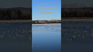 Parque em Victoriaville Quebec [upl. by Nahtanoj]