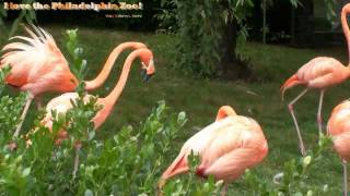 Philadelphia Zoo Flamingos  More Squawking and Squabbling [upl. by Schiro]