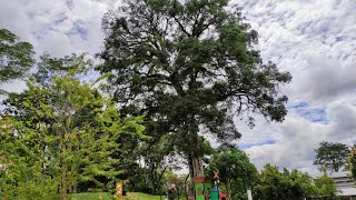 Ancient Mango Tree Mangifera indica in Kota Padawan Borneo [upl. by Brigida]