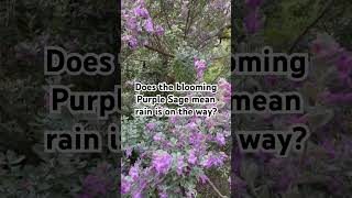 Everyone says if the Purple Sage is blooming rain’s coming summershorts dogwalk texas [upl. by Morgun]