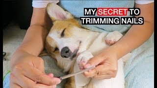 HOW TO TRIM YOUR DOGS NAILS  OUR BEST KEPT SECRET [upl. by Innus315]