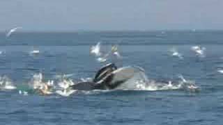 Humpback Whale Feeding in Stellwagen Bank Sanctuary [upl. by Noelc988]