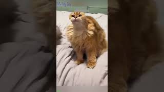 🐱 Funny Cats  Hilarious Cat Moments Compilation  Try Not to Laugh Challenge EP 500 [upl. by Eiramesor]