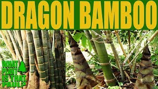 Dragon Bamboo  Dendrocalamus giganteus  One of the worlds tallest Bamboo [upl. by Elbys]