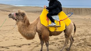 Japan trip vlog First camel ride at Tottori Sand Dunes [upl. by Ritchie128]