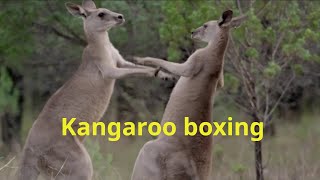 Kangaroo boxing [upl. by Latton]