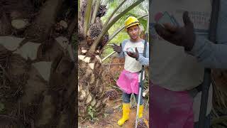 Sahi tarika fal kaatne ka malaysia ytshortsvideo shorts viralshort foryou india harvesting [upl. by Baryram]