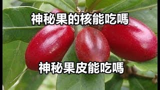 神秘果的核能吃嗎 神秘果皮能吃嗎 [upl. by Ranna751]