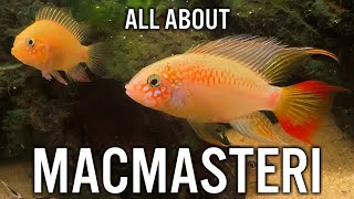 Apistogramma Macmasteri Care Guide [upl. by Allegra]