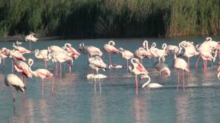 Camargue France 2011 HD 1080p [upl. by Rachael123]