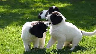 Landseer puppies from the Pacific Coast kennel [upl. by Bendite]