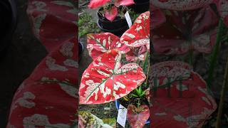 “Awardwinning” caladiums in 🇹🇭caladium caladiumlovers aroids garden caladiumhybrid plants [upl. by Komarek]