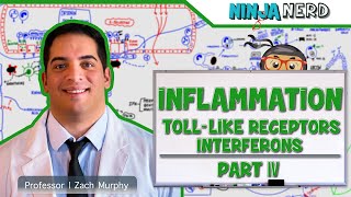 Immunology  Inflammation Toll Like Receptors and Interferons Part 4 [upl. by Adolf800]