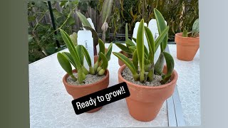 Importing Brazilian Cattleyas  Tips amp Potting [upl. by Haidabez]