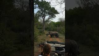 RhinoblockadeMakutsi Safari Farm Südafrika [upl. by Immat406]