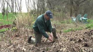 Identifying and Harvesting Fiddleheads [upl. by Cloots910]