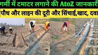 गर्मी में टमाटर कैसे लगाएं tamater ki kheti tomato farming pesticide fertilizer irrigation dva [upl. by Ahsiyk630]