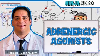 Autonomic Pharmacology  Adrenergic Agonists [upl. by Drisko239]