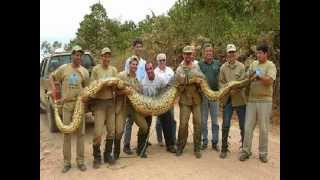 COBRAS  ANACONDAS  GIGANTES MORTÍFERAS E ESFOMEADAS Anaconda GIANTS deadly and hungry [upl. by Portie95]